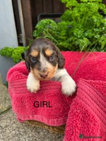 Cocker Spaniel dogs - Advert 4