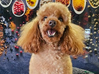 Cockapoo dogs Stunning Red Toy Poodle Stud 🐩 in Aberdeen - Advert 2