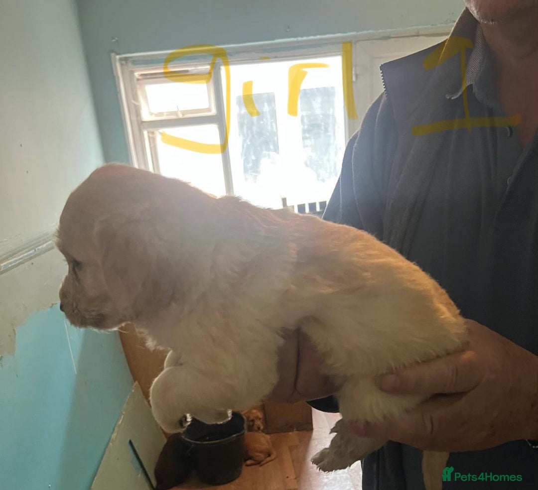 Labradoodle dogs for sale: Labradoodle puppies for sale  - Image 14