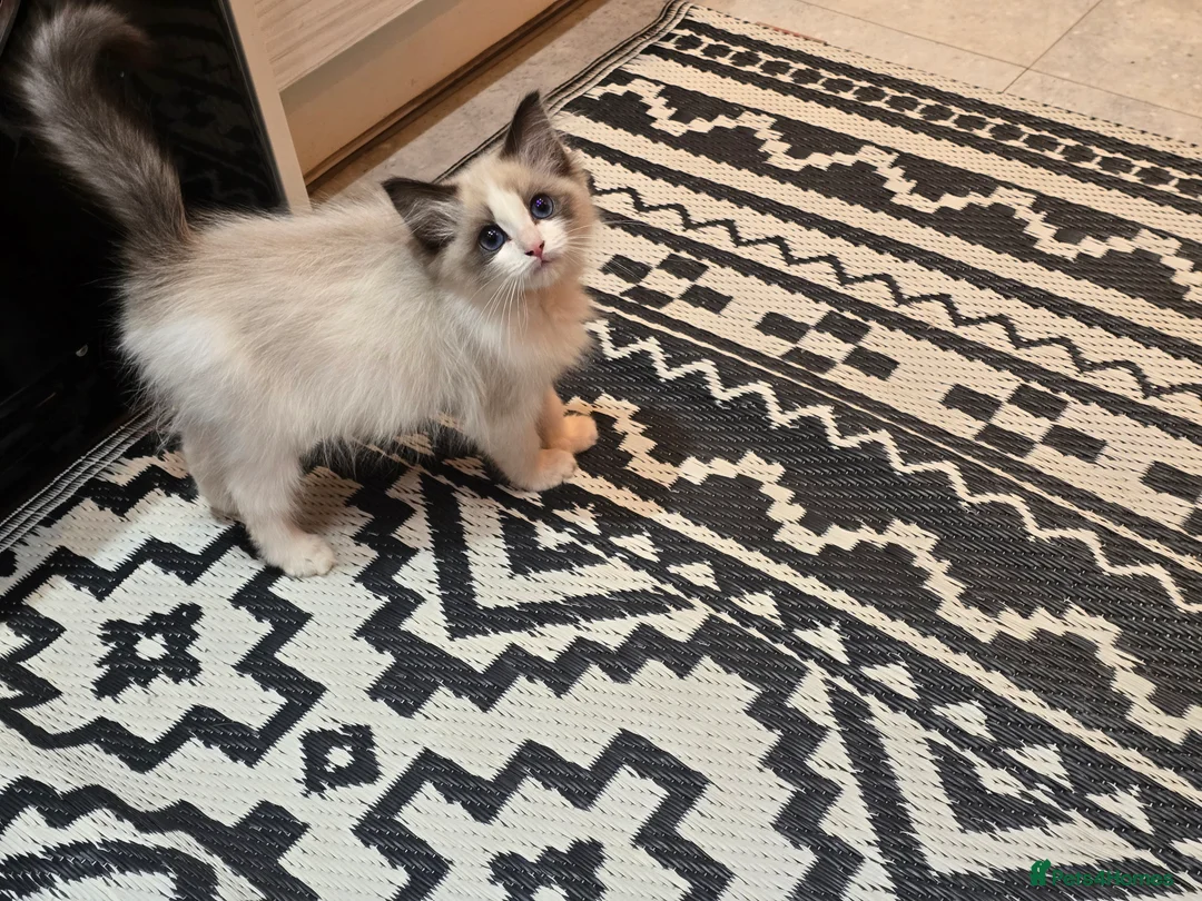 Ragdoll cats for sale: Ragdoll kitten - Advert 3