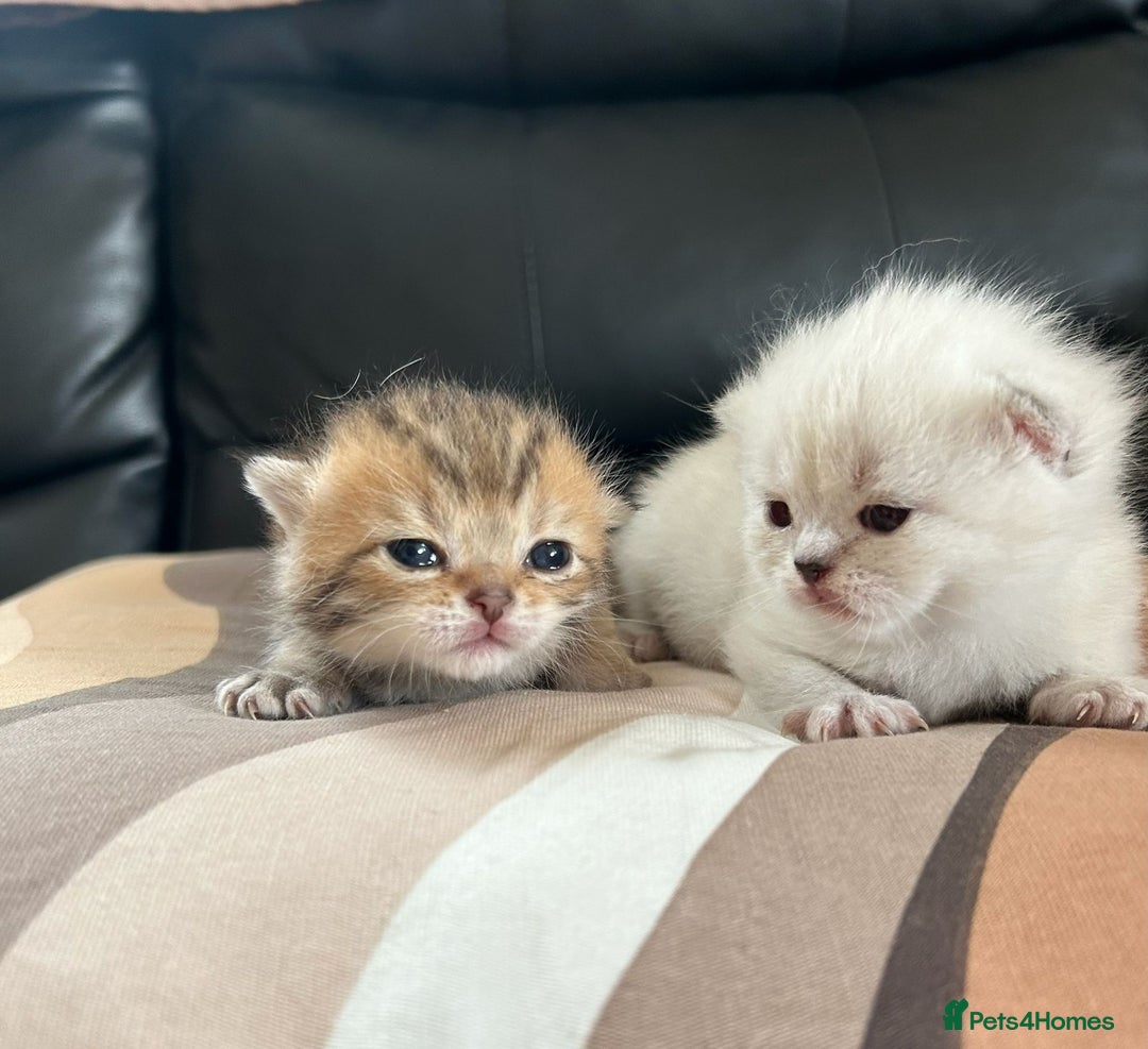 British Shorthair cats for sale: British shorthair chocolate and silver pointed  - Image 1