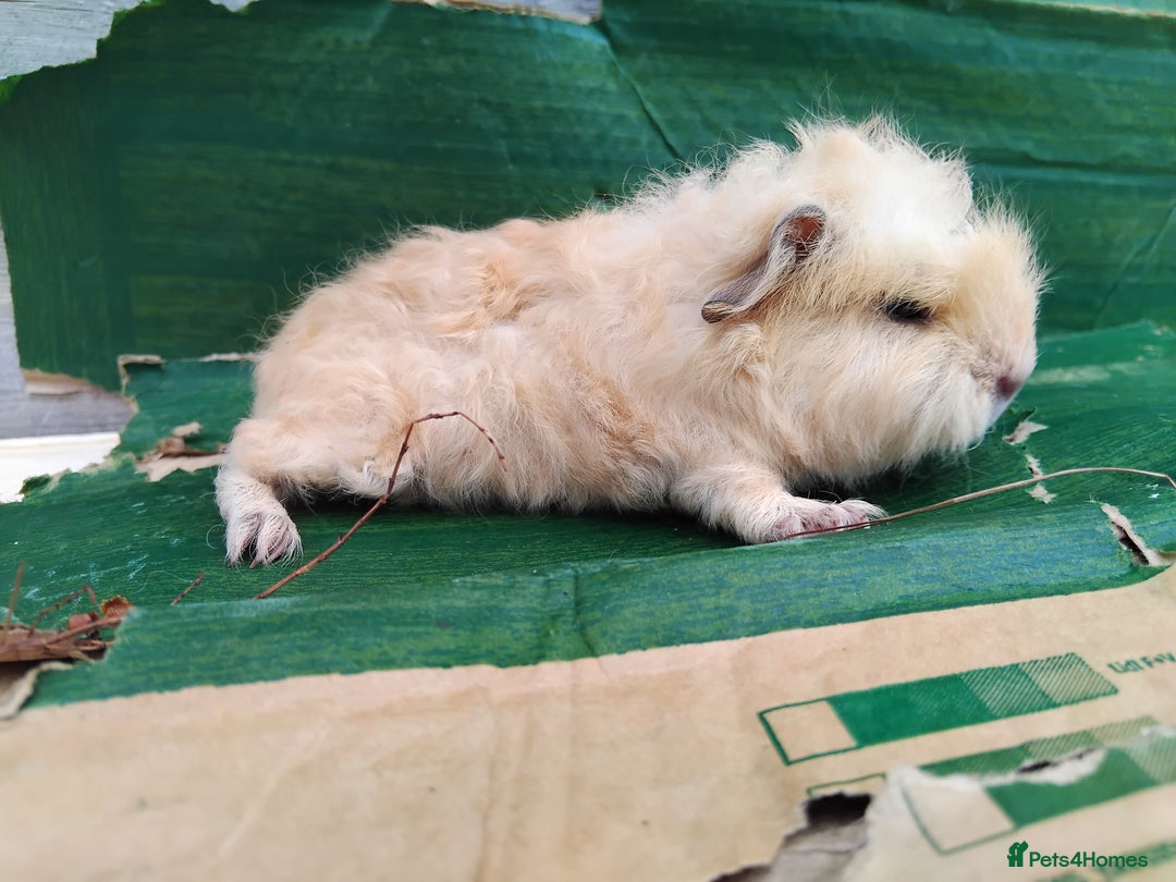 Guinea Pig rodents for sale: Baby Sows. Swiss, Self and Dalmation. - Image 3