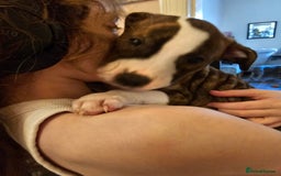 Staffordshire Bull Terrier dogs for sale: Staffordshire bull terrier puppy  - Image 6