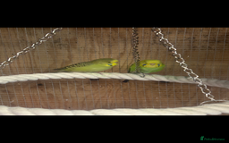 Mixed Breed birds for sale: Quakers, bourkes and budgies for sale  - Image 4