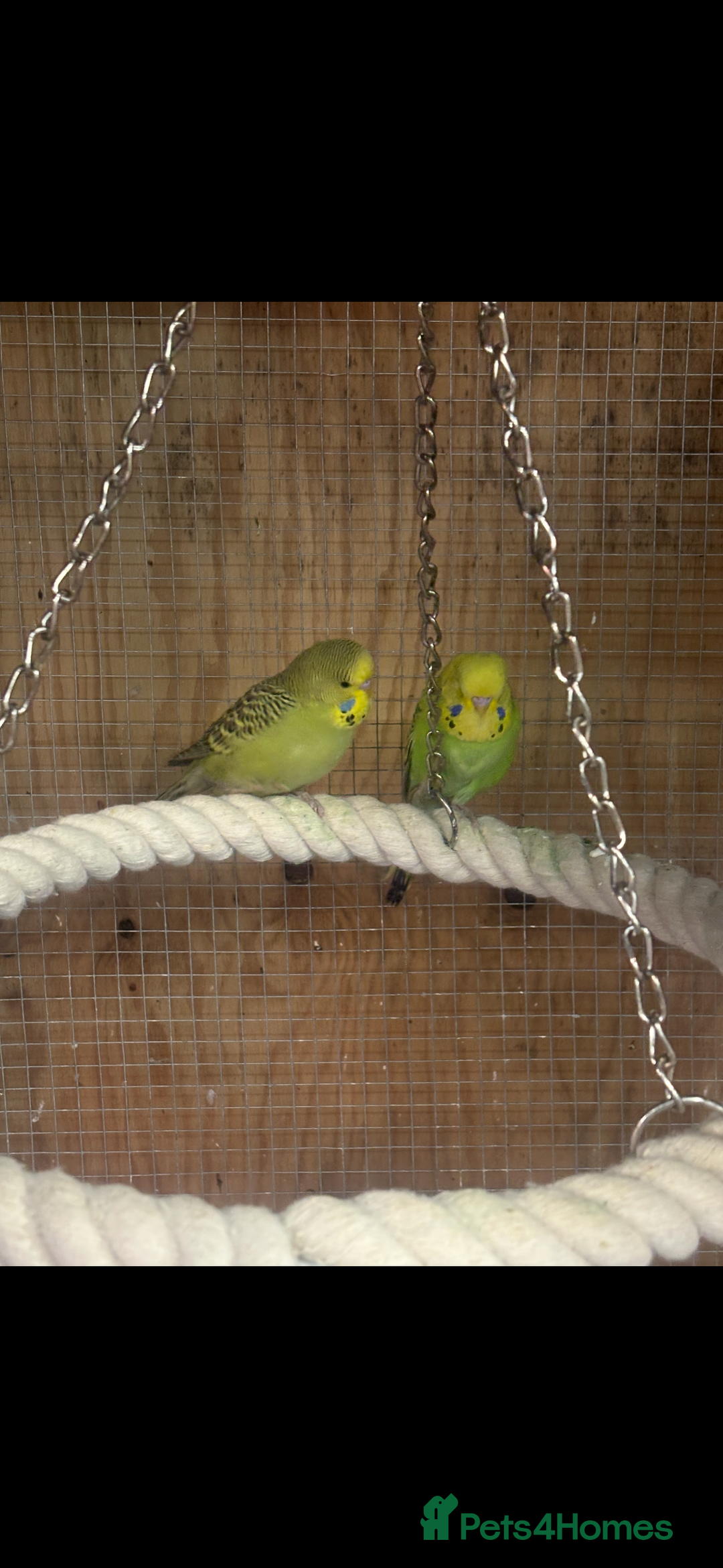 Mixed Breed birds for sale: Quakers, bourkes and budgies for sale  - Image 4