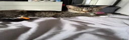 British Shorthair cats for sale: Free to a good home in West Bromwich - Advert 5
