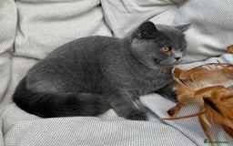 British Shorthair cats for sale: British shorthair female🏆 in Norwich - Image 5