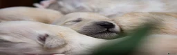 Golden Retriever dogs for sale: Beautiful Soft Gentle Golden Retrievers  in Sleaford - Advert 10