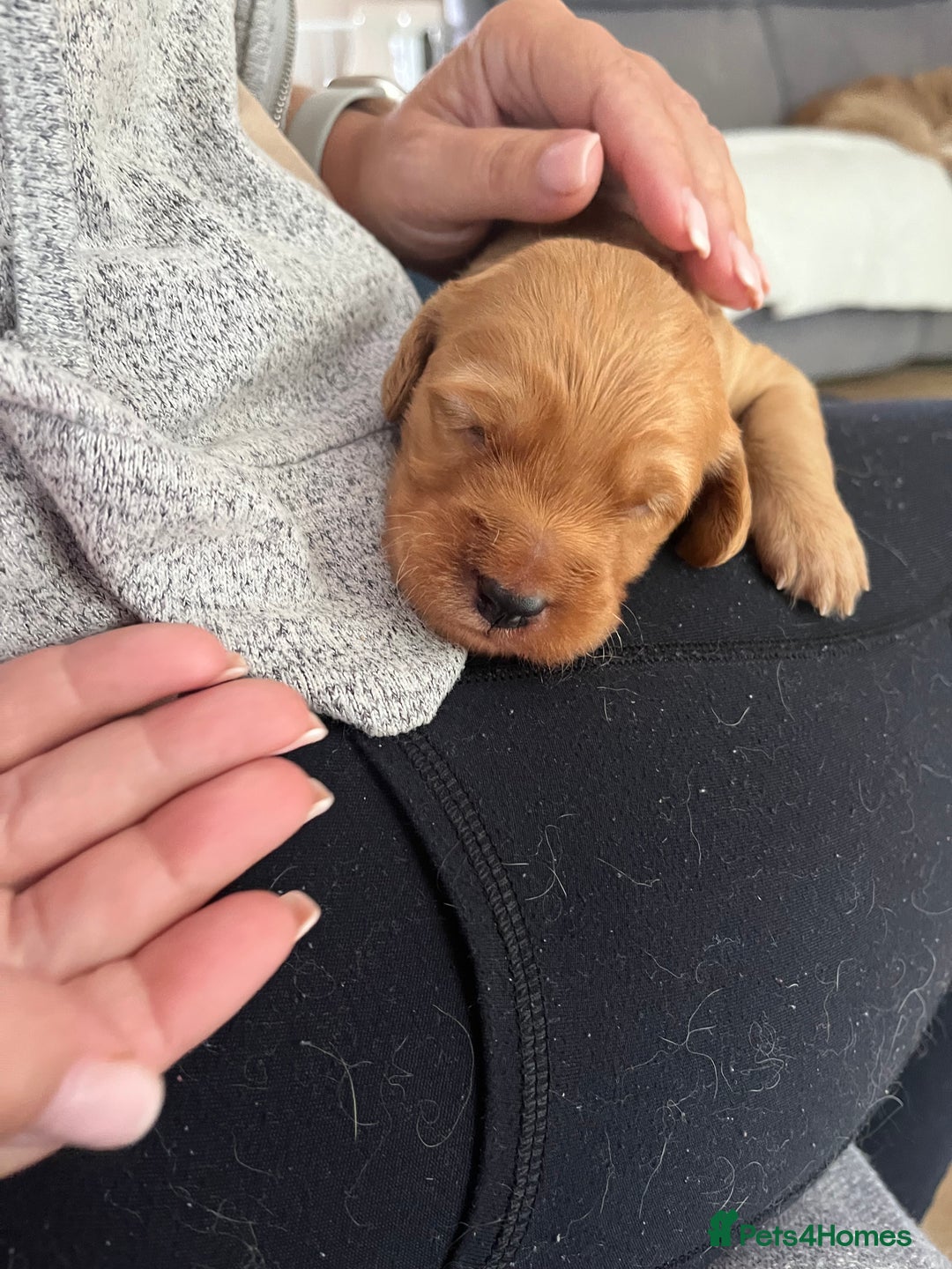 Mixed Breed dogs for sale: Multi generational goldendoodle puppies - Image 6