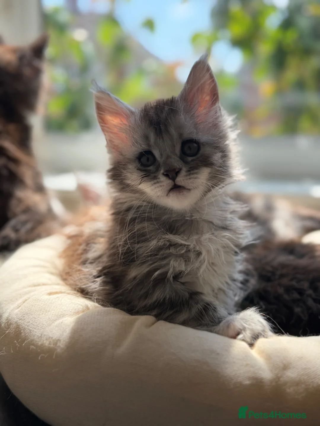 Maine Coon cats for sale: Maine coon 🧡🖤🩶 ready to leave - Advert 20