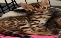 Bengal cats for sale: 😍3 Beautiful Bouncy Bengals Need A Home 😍 - Image 5