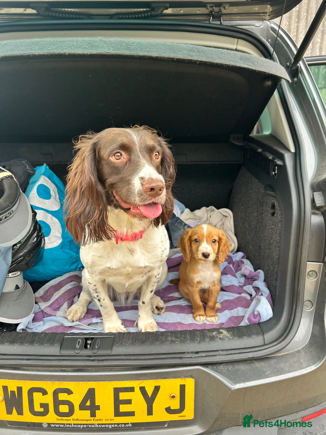 Cocker Spaniel dogs for sale: 7 month old Cocker Spaniel  in Cheltenham - Advert 4
