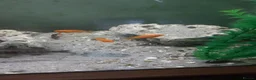 Cichlids fish for sale: Red zebra / orange malawi in South Shields - Advert 10
