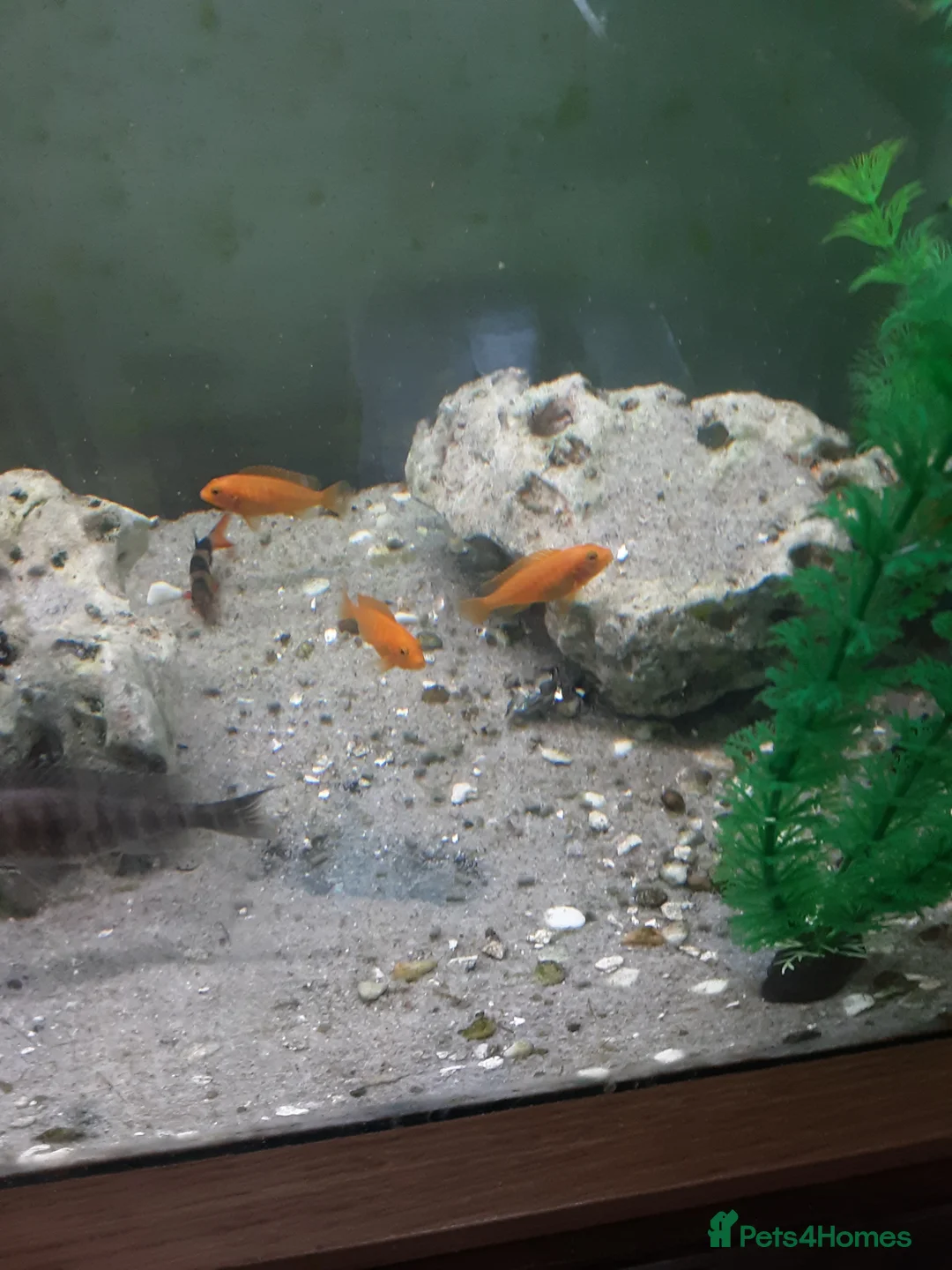 Cichlids fish for sale: Red zebra / orange malawi in South Shields - Advert 10
