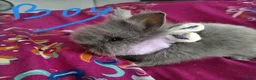 Lionhead rabbits for sale: Lionhead double maned - Advert 4