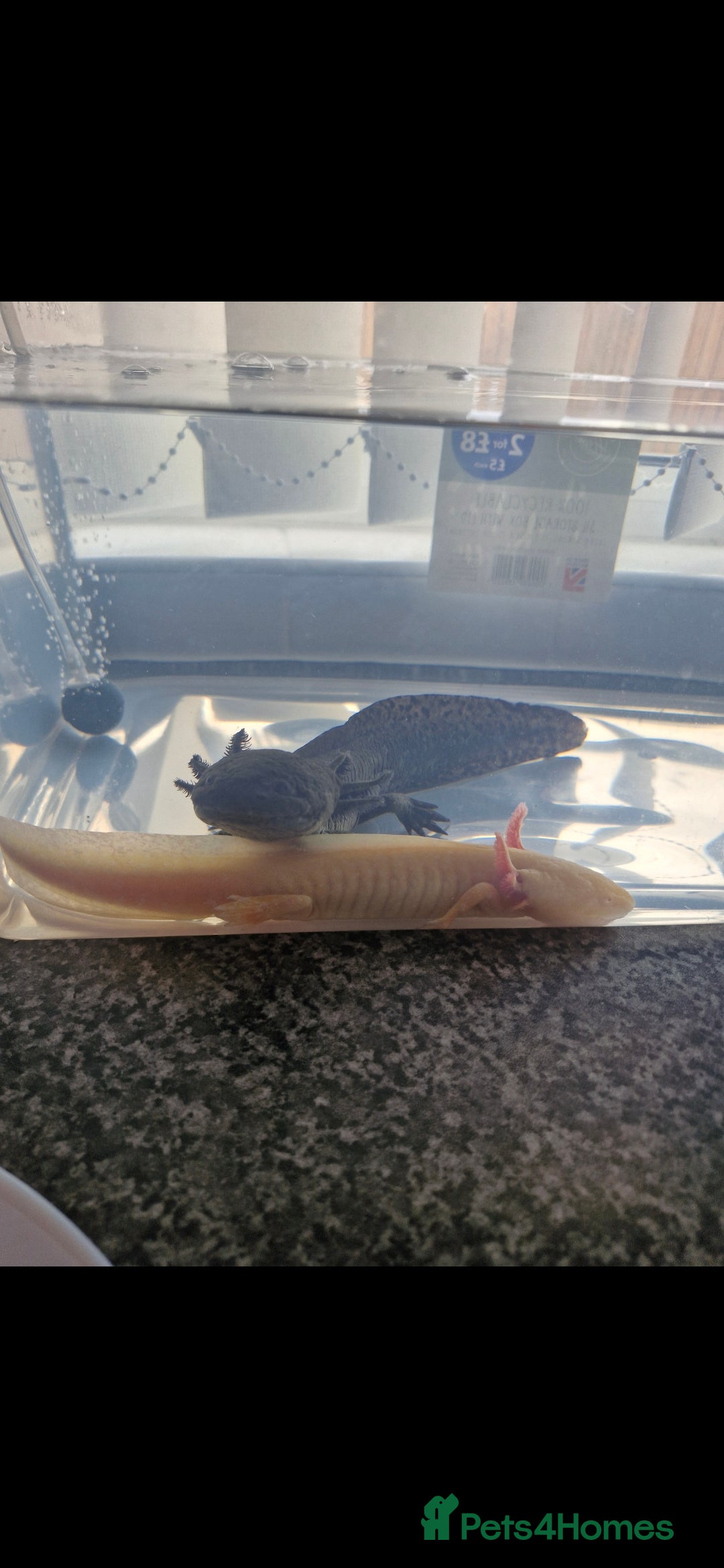 Axolotl reptiles Axolotl  in Newcastle upon Tyne - Advert 1