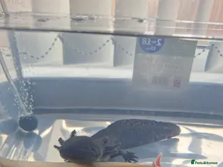 Axolotl reptiles Axolotl in Newcastle upon Tyne - Advert 1