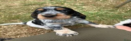 Cocker Spaniel dogs for sale: READY NOW😍 line quality show cockers - Advert 16