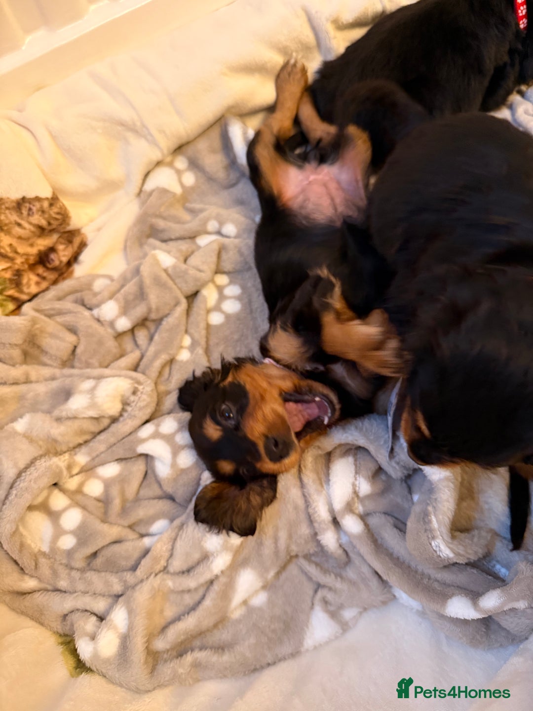 Cocker Spaniel dogs for sale: Pedigree Cocker spaniel puppies for sale  - Image 7