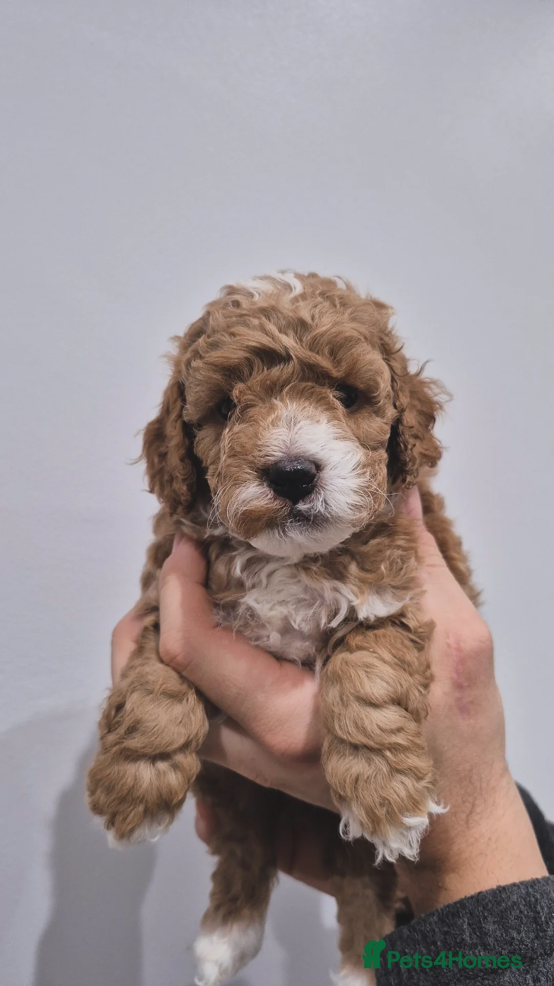 Cockapoo dogs for sale: Last boy remaining. F1B red cockapoo puppies - Advert 22