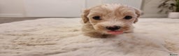 Maltipoo dogs for sale: Beautiful Maltipoo Puppies - Advert 14