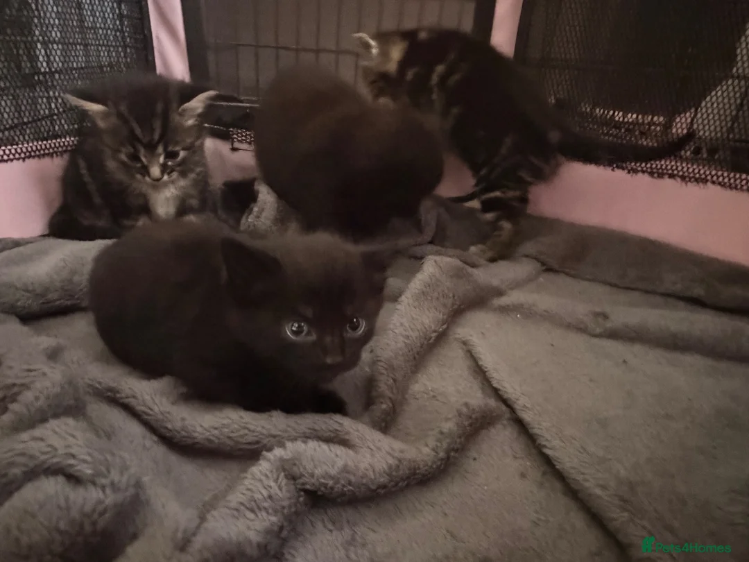 Mixed Breed cats for sale: Beautiful mixed bunch  - Advert 2