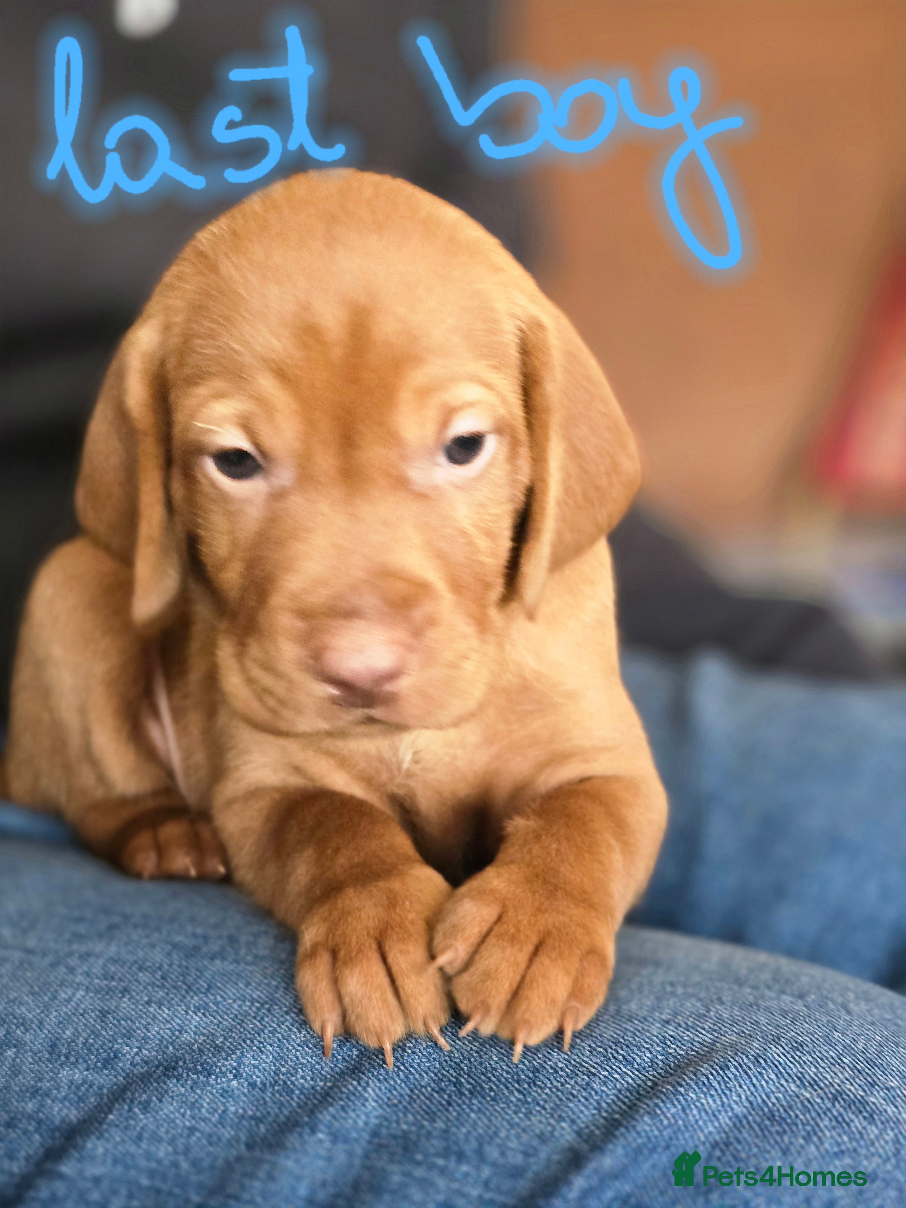 Hungarian Vizsla dogs KC Hun.Vizsla Puppies  - Advert 6