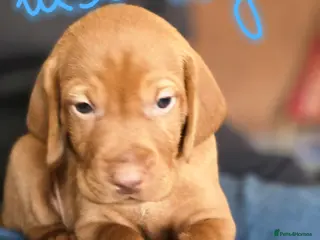 Hungarian Vizsla dogs KC Hun.Vizsla Puppies - Advert 6