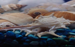 Other/Mixed Breed fish for sale: Fish Stock List - Updated Regularly  - Image 20