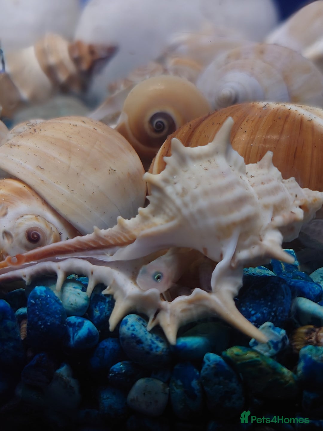 Other/Mixed Breed fish for sale: Fish Stock List - Updated Regularly  - Image 20