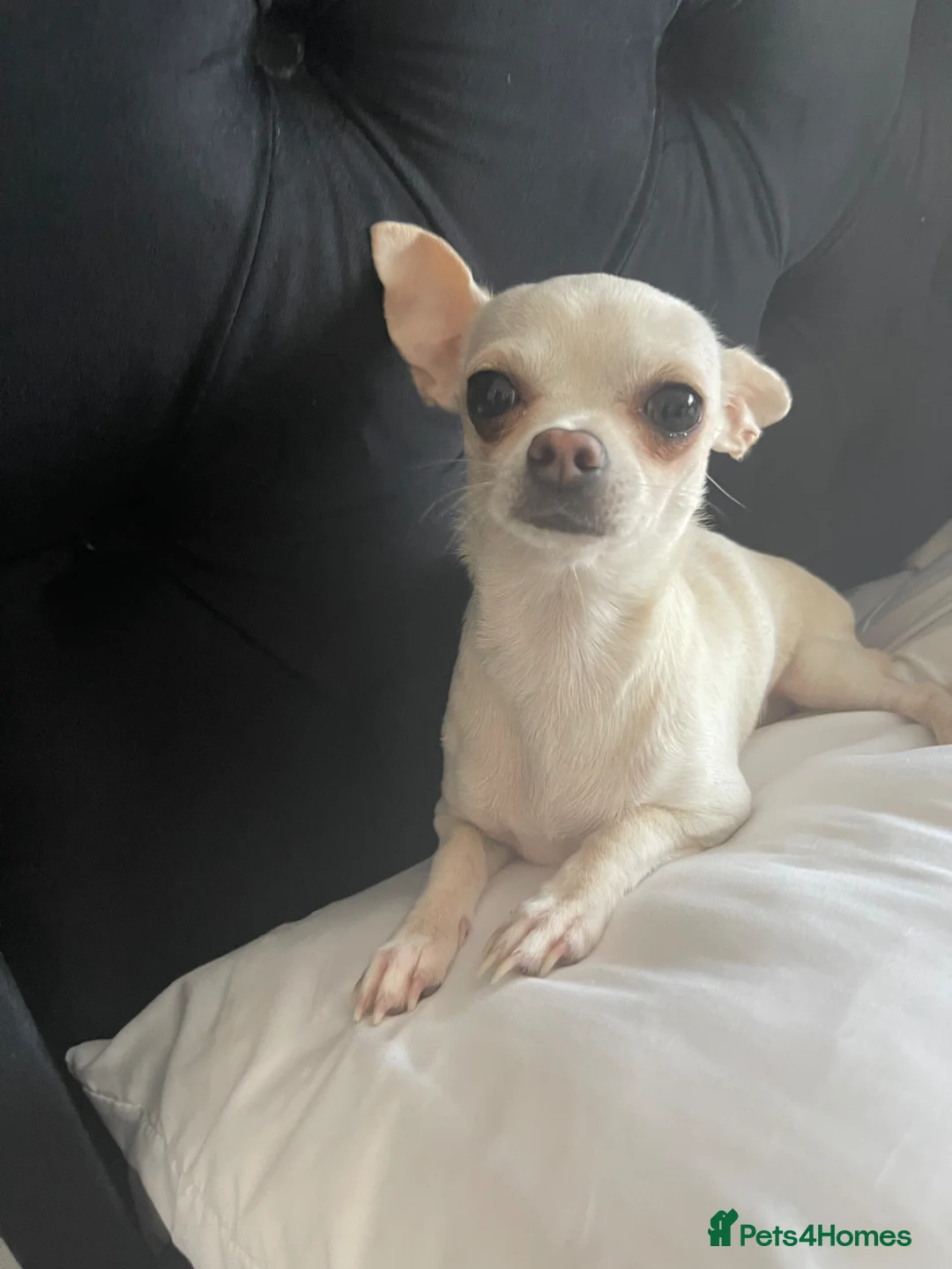 Chihuahua dogs for sale: Female chihuahua  - Advert 6