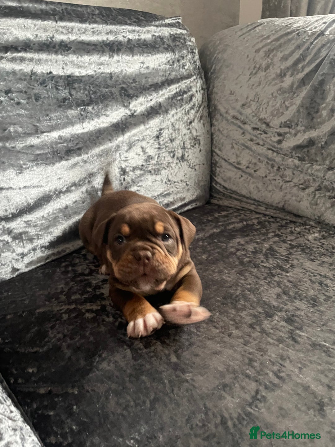Olde English Bulldogge dogs for sale: NEBBR registered Olde English bulldogge puppies - Advert 20