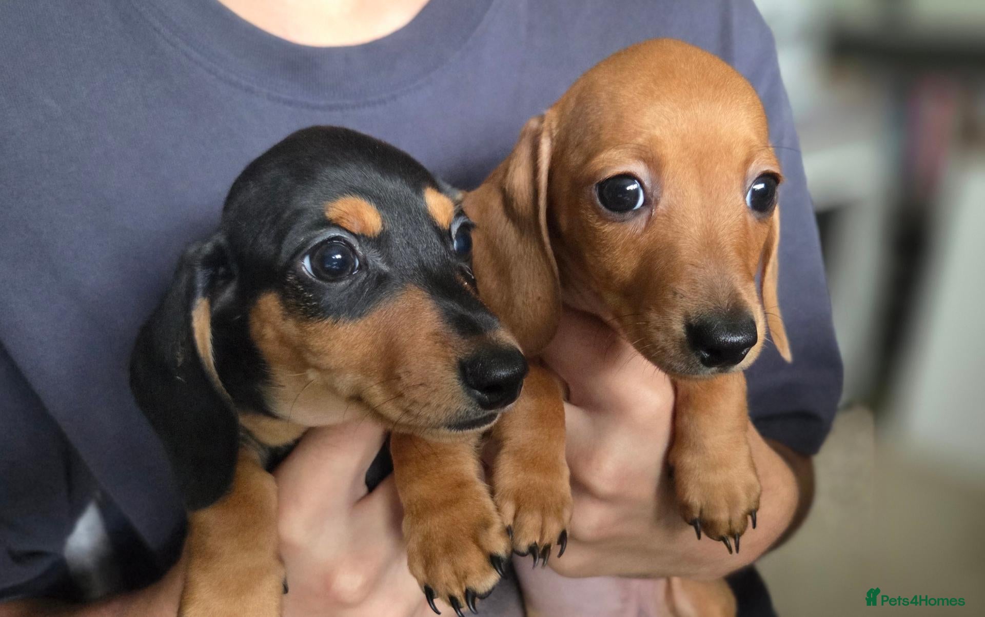 Miniature Dachshund dogs KC miniature dachshund puppies - Advert 14