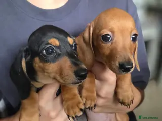 Miniature Dachshund dogs KC miniature dachshund puppies - Advert 14
