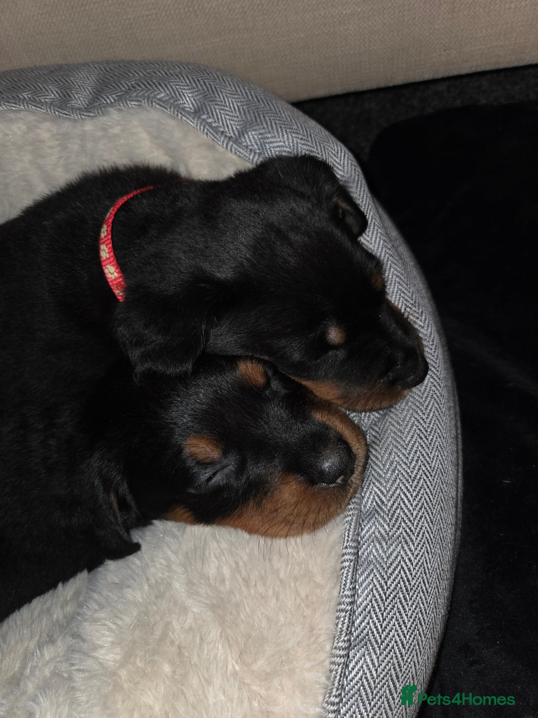 Rottweiler dogs for sale: Indie & dozer pups  - Advert 33