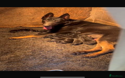 Belgian Shepherd Dog dogs for sale: Dutch herder puppies  - Image 9
