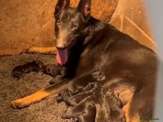 Belgian Shepherd Dog dogs Bull herder puppies for sale - Advert 1