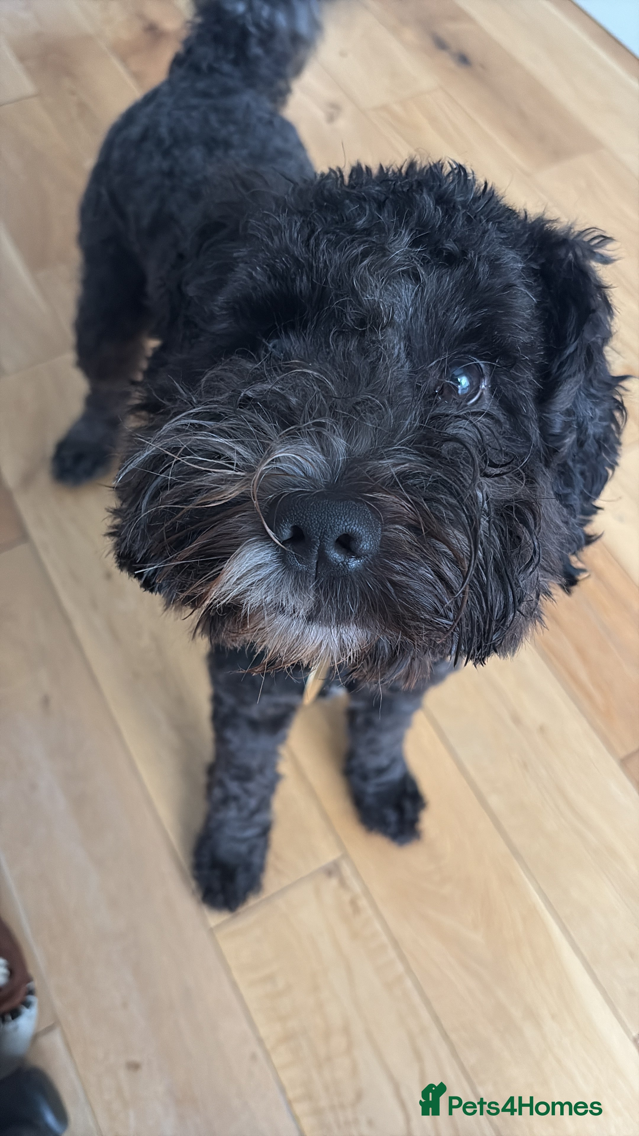 Cockapoo dogs Friendly and cuddly Cockerpoo, Ringo, for stud.  - Advert 9