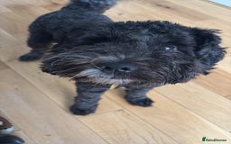 Cockapoo dogs for stud: Friendly and cuddly Cockerpoo, Ringo, for stud.  - Image 1