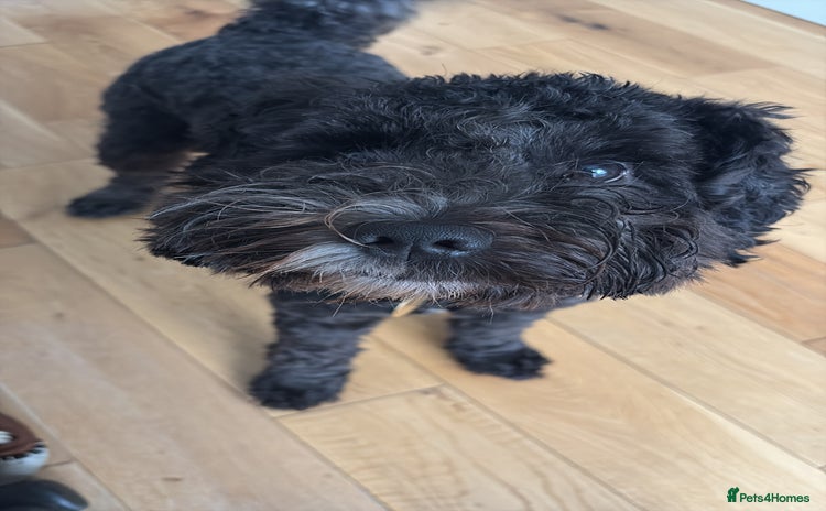 Cockapoo dogs - Advert 1