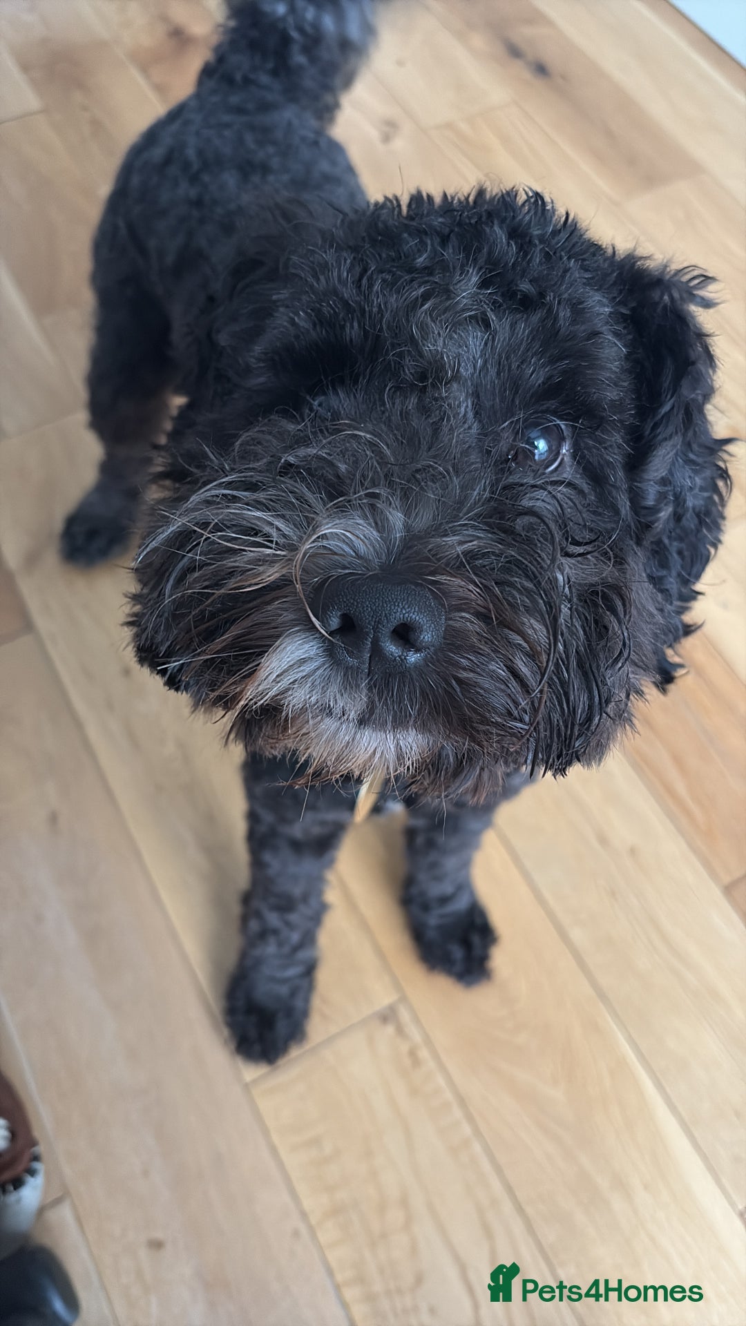 Cockapoo dogs for stud: Friendly and cuddly Cockerpoo, Ringo, for stud.  - Image 1
