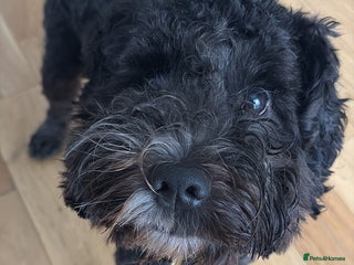 Cockapoo dogs - Advert 1