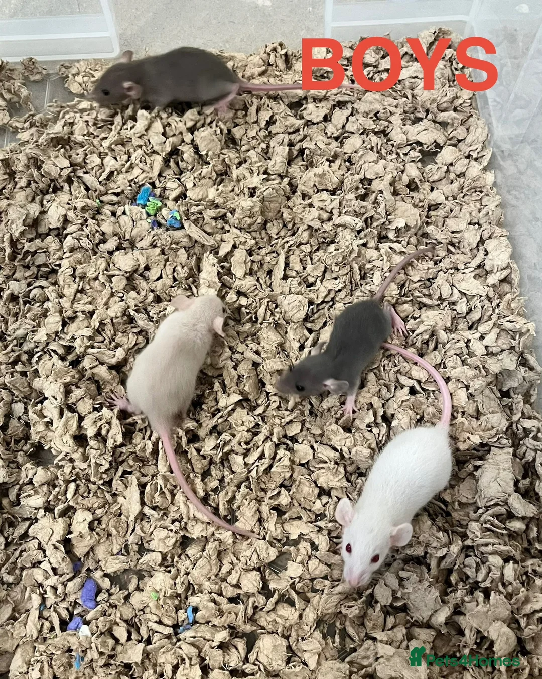 Rat rodents for sale: Baby Rats ready 22nd Aug (males and females) in Ashford - Advert 6