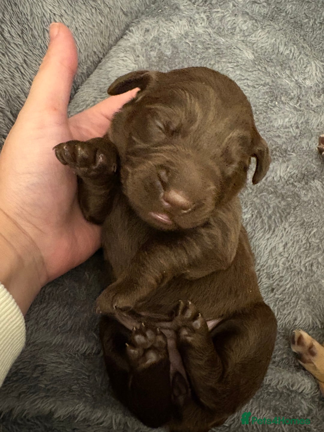 Cockerdor dogs for sale: labrador/ cockerdor Puppies  - Advert 6