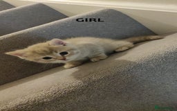 Scottish Fold cats for sale: 🐾 Adorable Scottish Kittens Seeking Loving Homes  - Image 6