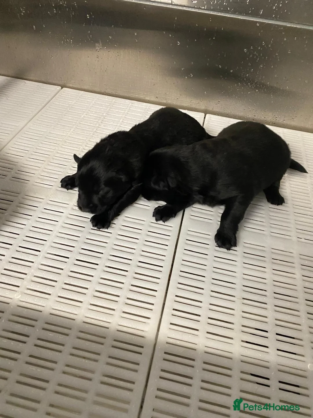 German Shepherd dogs for sale: Short haired German shepherd pups - Advert 11