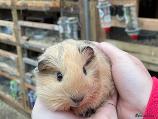Guinea Pig rodents LOVELY BABY GUINEA PIGS - Advert 15