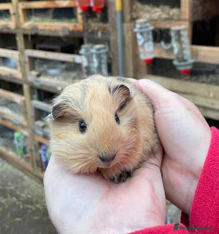Guinea Pig rodents LOVELY BABY GUINEA PIGS - Advert 19