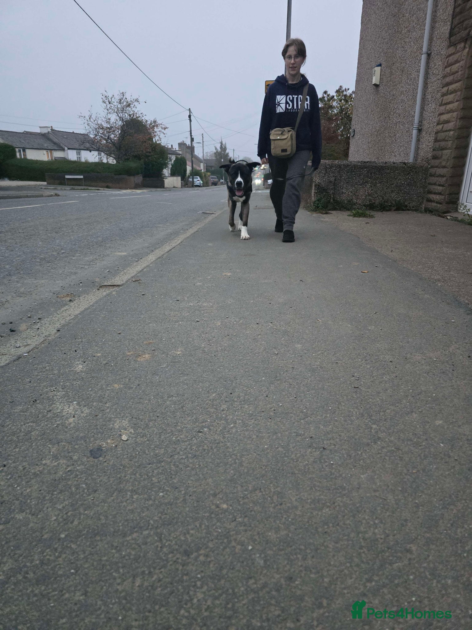 Akita dogs 3-year-old Akita looking for a new home. - Advert 1