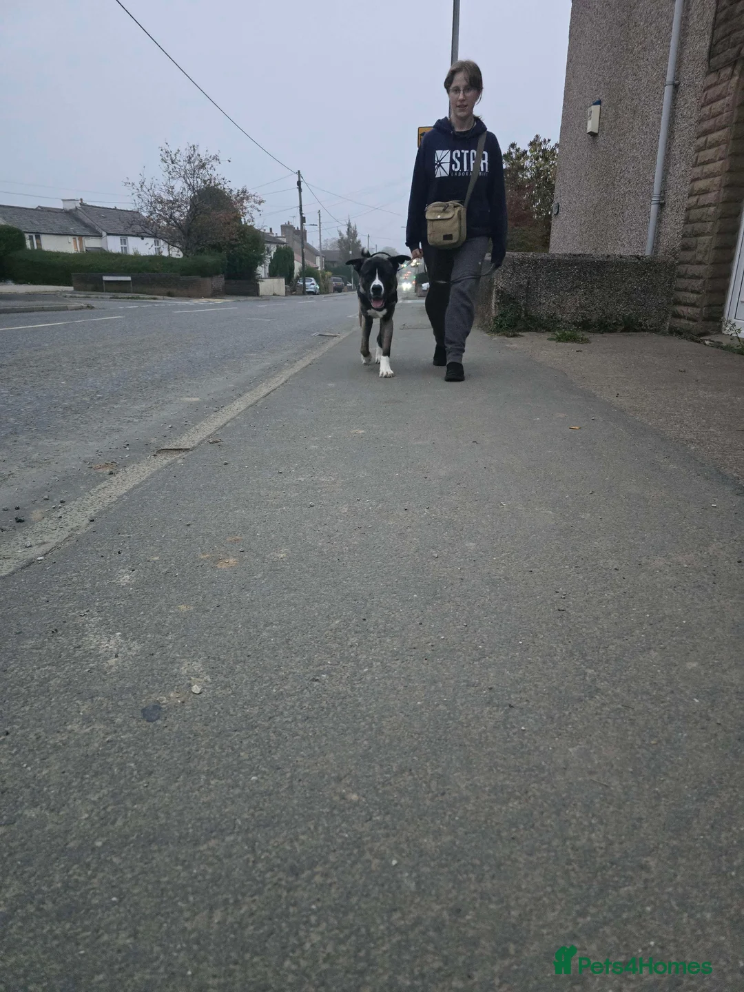 Akita dogs for sale: 3-year-old Akita looking for a new home. - Advert 1